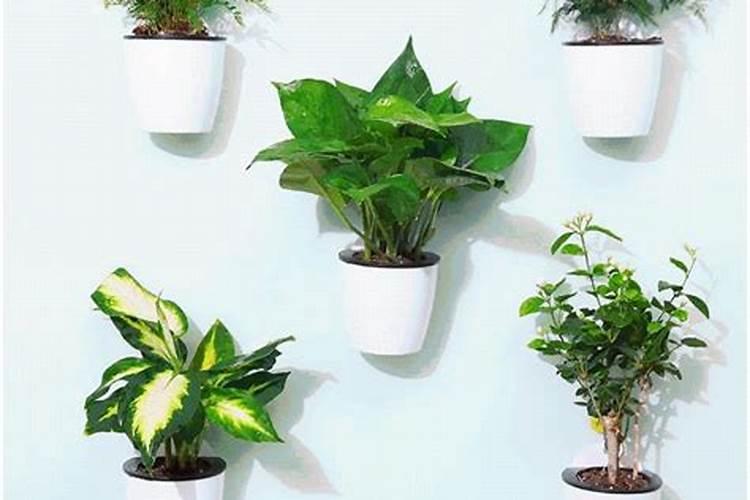 客厅植物怎么摆？简单几招旺风水