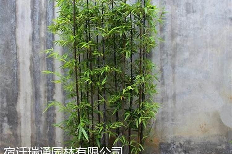 什么竹类适合做绿篱