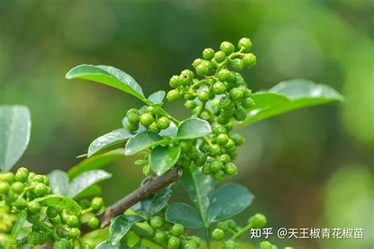 花椒树风水作用与寓意