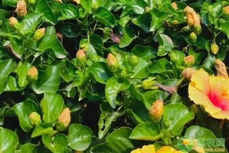 哪些植物适宜种在客厅旺财 楼房客厅养什么绿植招财