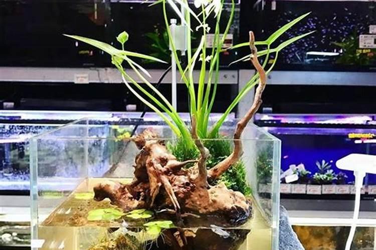 家里摆放生态鱼缸时要注意什么样的风水