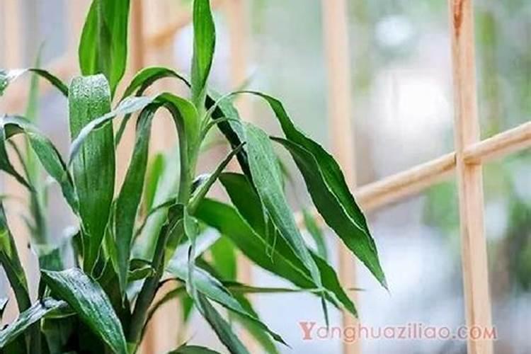 水竹的风水寓意和摆放位置