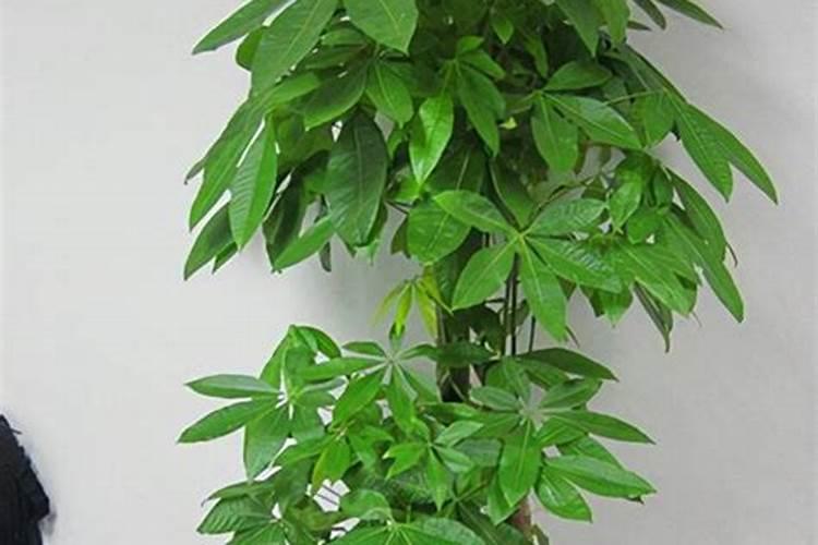 家中养什么植物聚财旺财
