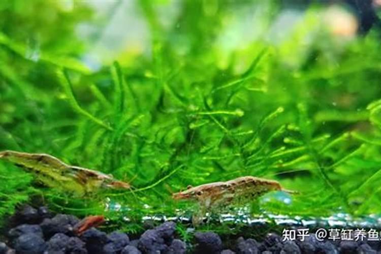 坐北朝南的房子禁忌 要注意什么知识