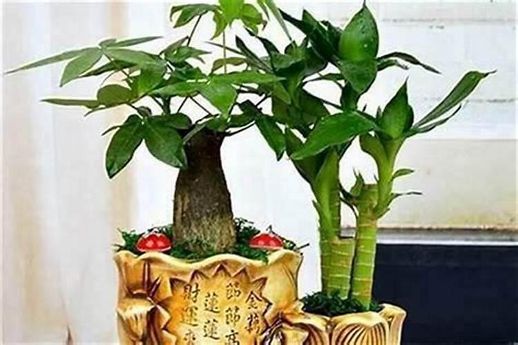 招财花风水摆设