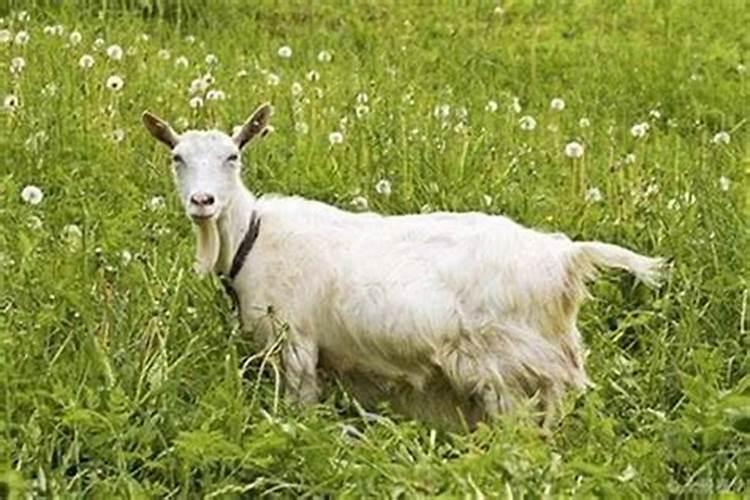 属羊养什么宠物旺财,属羊人合适养的旺财宠物？