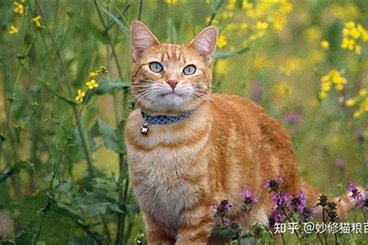 养猫聚财还是破财