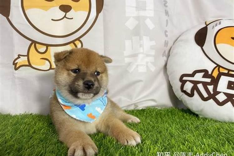 什么样的狗不吉利