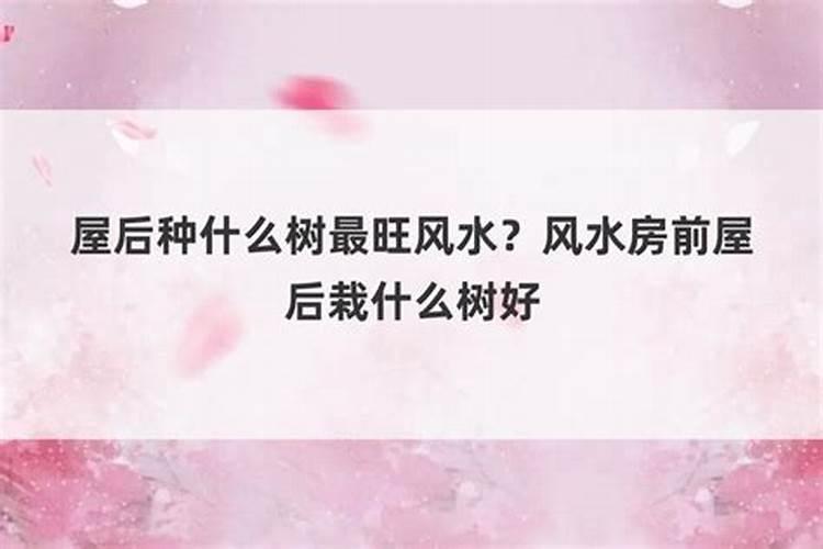 屋后种植什么最旺风水好