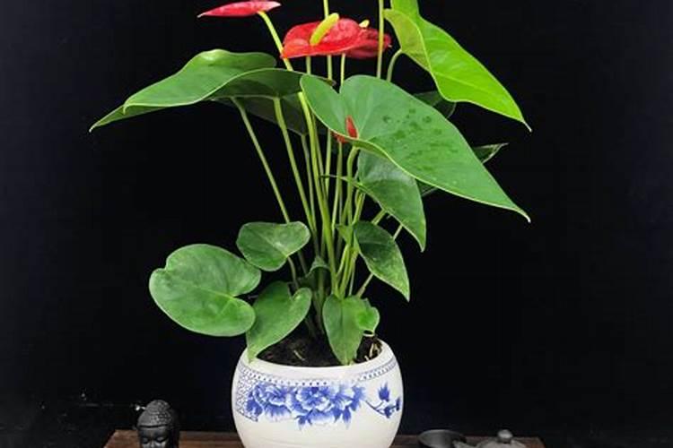 铜花瓶里放什么最旺财