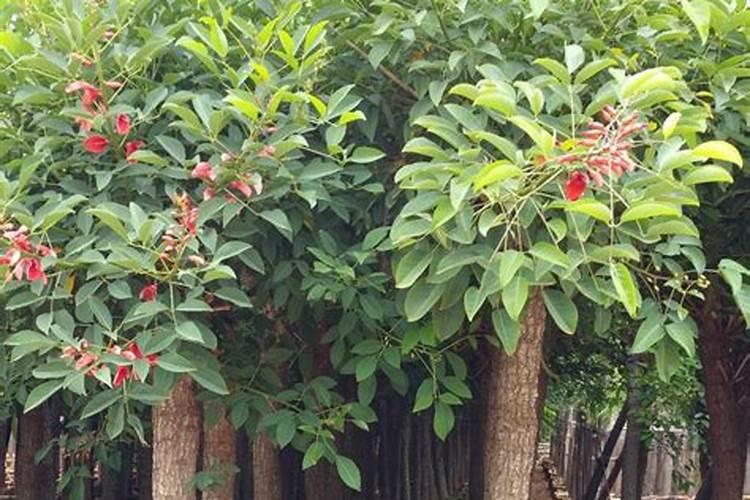在爸爸的坟上种什么花？种类越多越好、环境是山地、