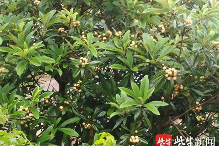 为啥门口不能种枇杷树住宅门口能不能栽枇杷树？
