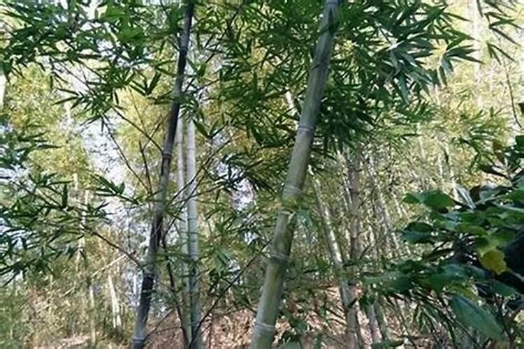 「风生水起」第五讲:阴宅风水和阳宅风水都是怎么看的呢？