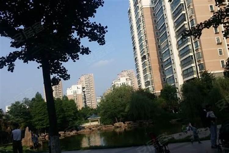 铜钱草风水