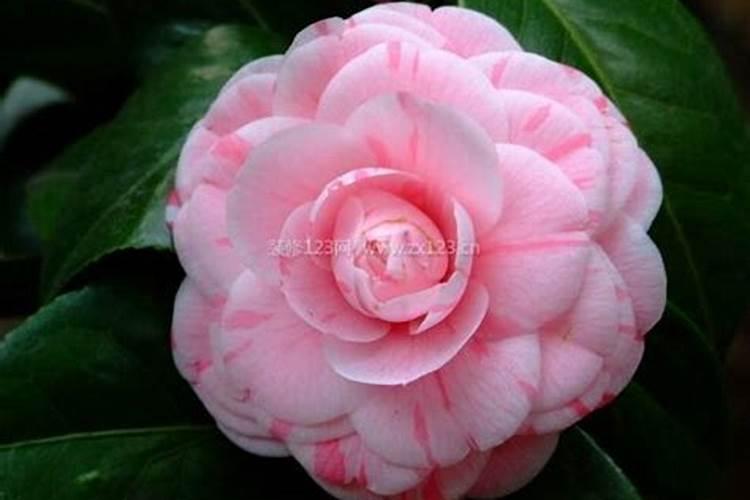 山茶花对家里风水好吗？