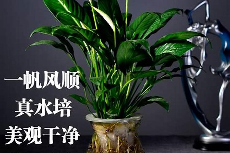 风水师的工作内容