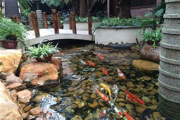 庭院鱼池适合养什么鱼？庭院观赏鱼池风水有讲究