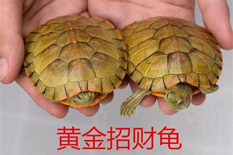 养招财龟有风水吗 招财龟摆放禁忌