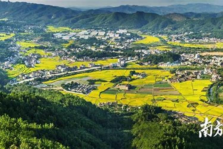 院子围墙上可养“5种花”,好养漂亮,只种一棵,换来一片花海,是真的吗...