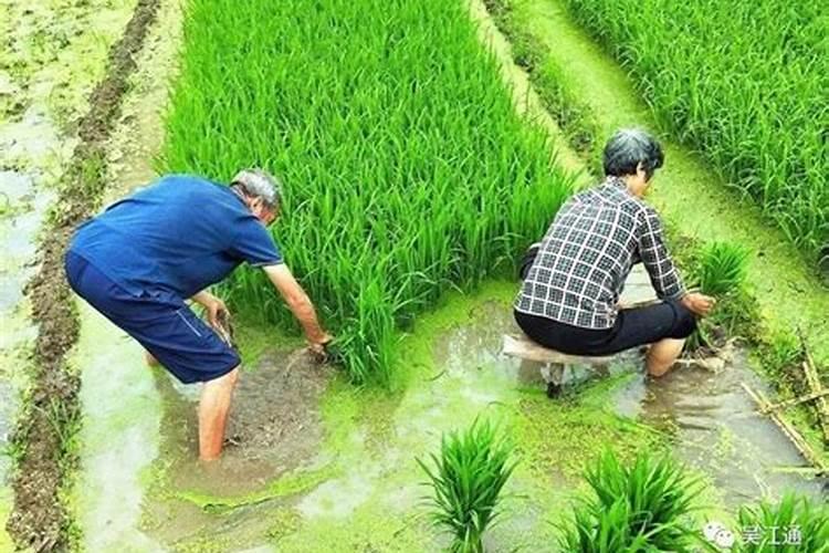 要按土地公风水师说那堵墙有个姚什么意思？