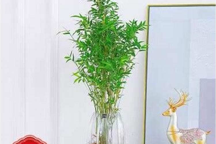 为什么说凤尾竹不吉利
