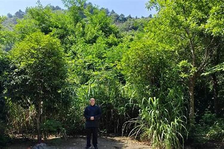 种生基是什么意思