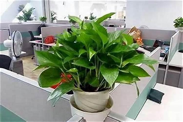 楼房养花为什么总死