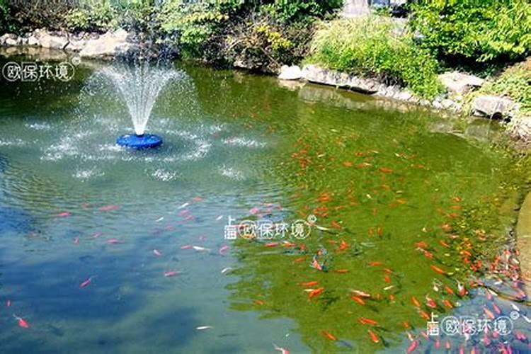 楼顶建水池养鱼风水楼顶风水鱼的禁忌