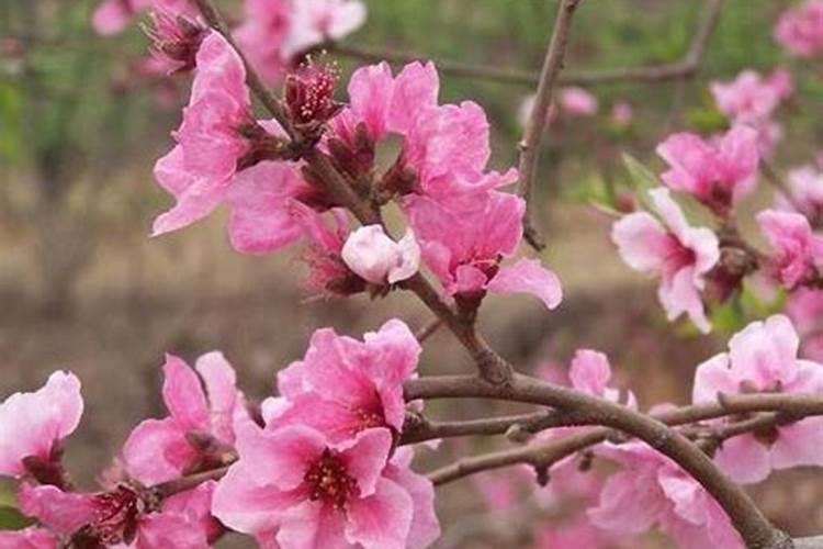 卧室怎么布局旺桃花看风水大师指点卧室