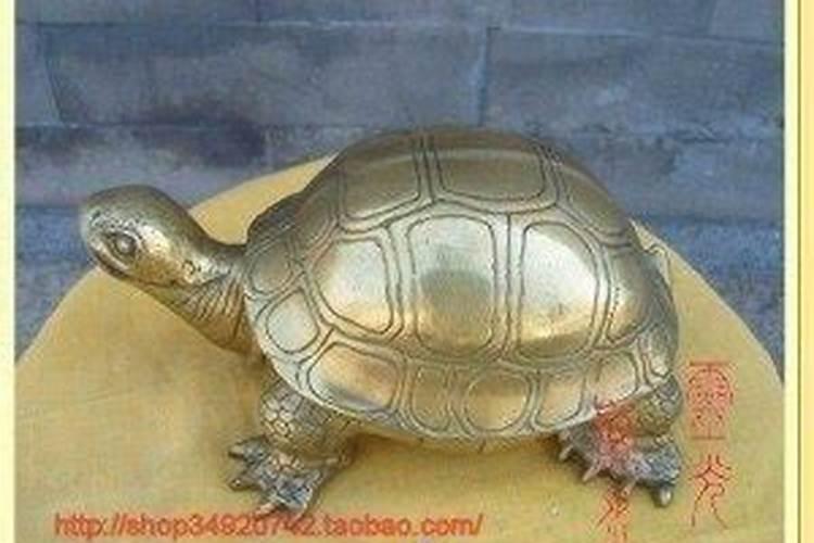 为什么家里不能养乌龟？