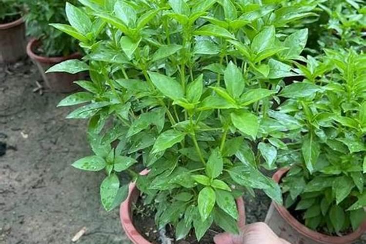 风水上家里阳台种金不换好不好？