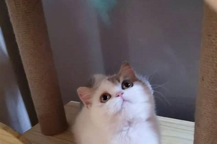招财猫风水