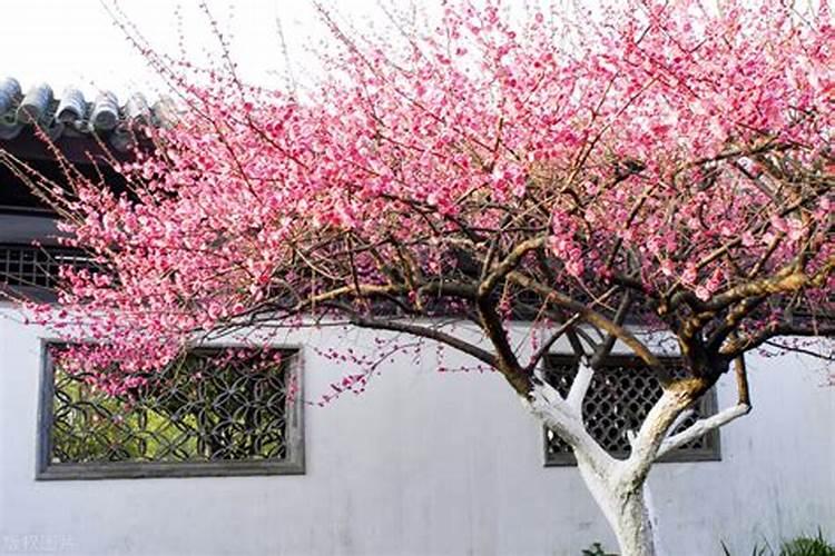 俗话说“房前不栽树,屋后不种花”,有科学道理吗？还是随便说说