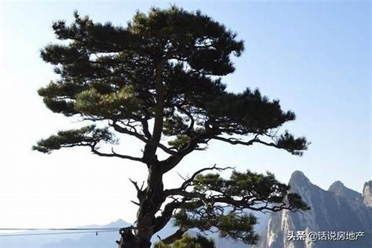 什么样的树适合做墓地？