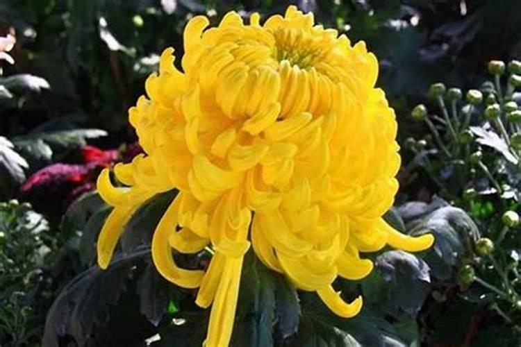 坟前栽菊花对子孙的影响(亲人坟头种菊花风水有什么讲究)