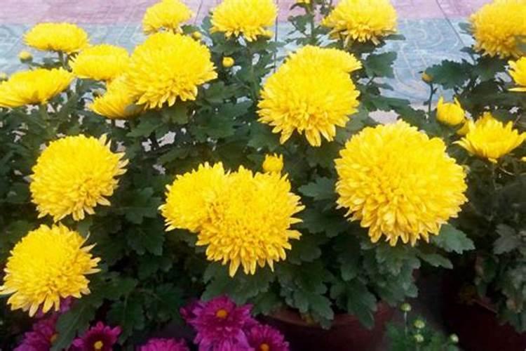 菊花可以种在坟墓旁吗？
