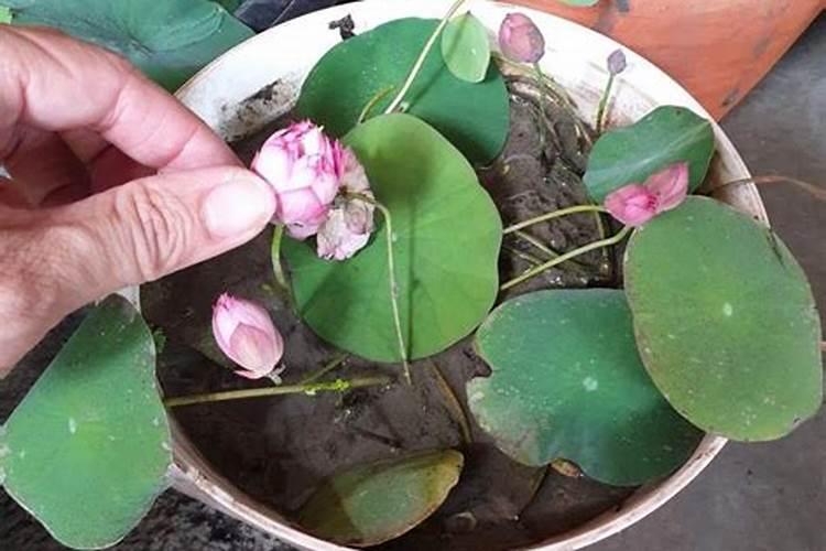抚顺 生命环 是干什么用的 有懂风水的吗 制定是这方面的作用 保什么...