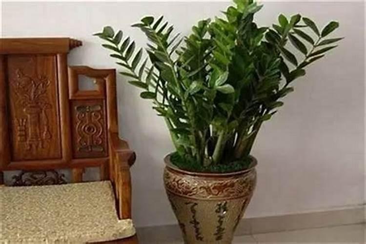入门口放什么绿植招财 对正门口放什么植物能旺财运
