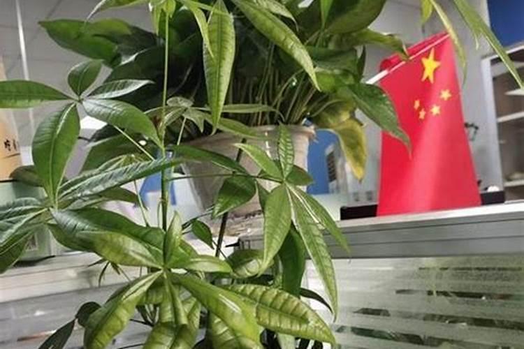 新房入宅放什么植物吉祥