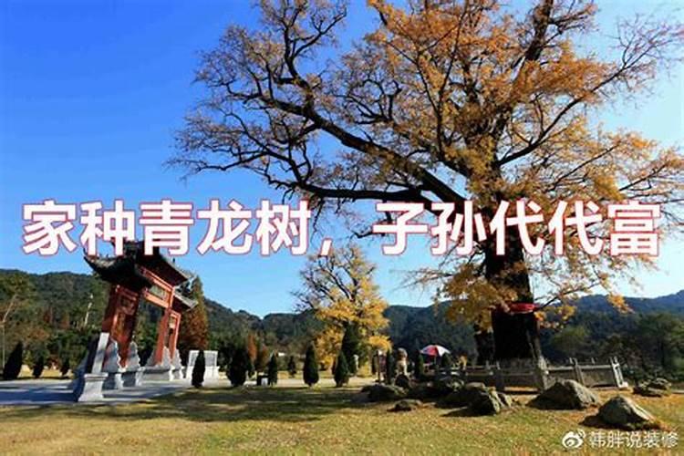 宅有青龙树,子孙代代富!啥是“青龙树”？早学早受益