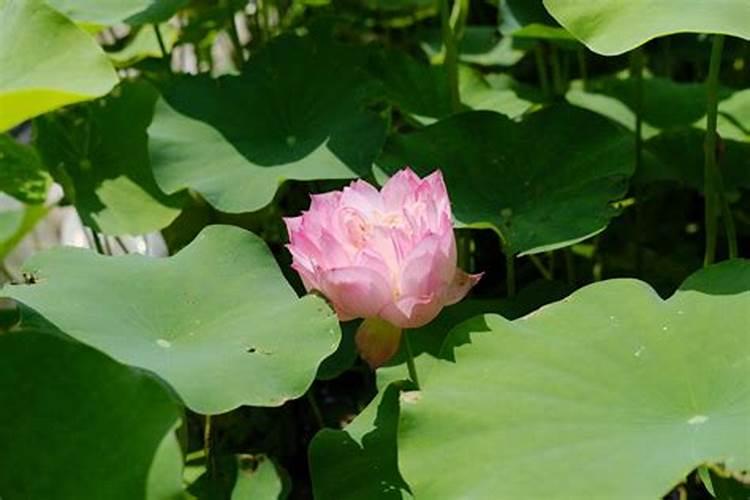 家里养荷花好不好,家里种荷花风水禁忌