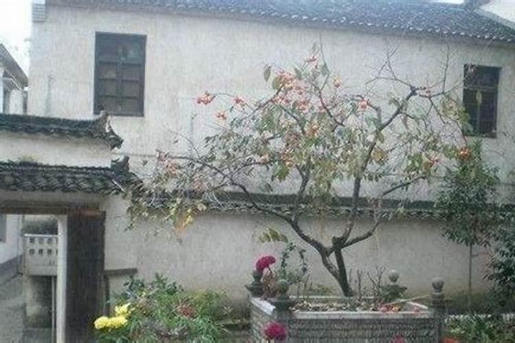 种树也有风水讲究 你知道院子里不能种什么树吗