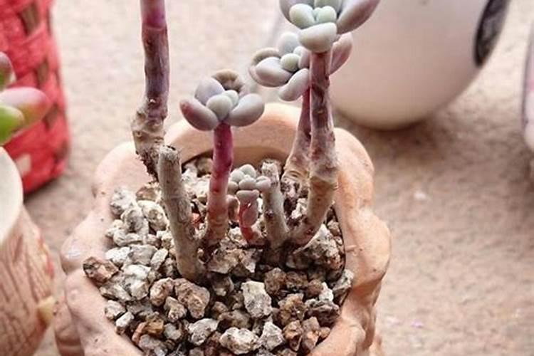 办公室多肉植物风水知识
