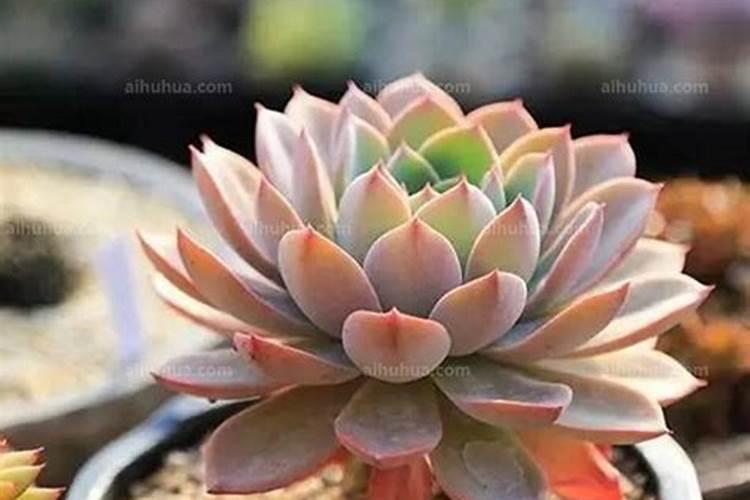 旺官运办公室的植物 如下植物放办公室旺官运