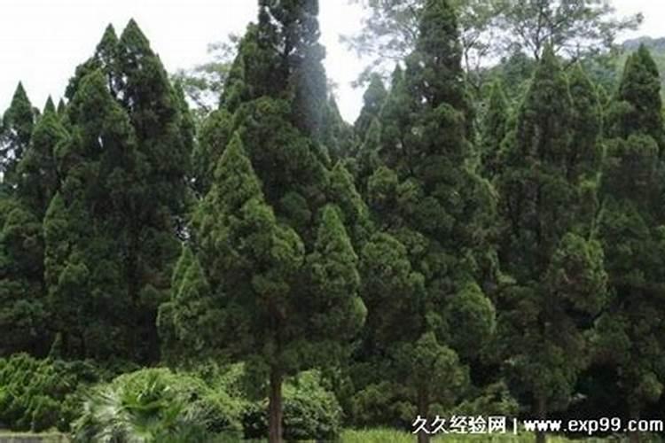 柏树栽坟前还是坟后