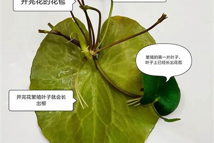 碗莲在风水中的寓意好不好？