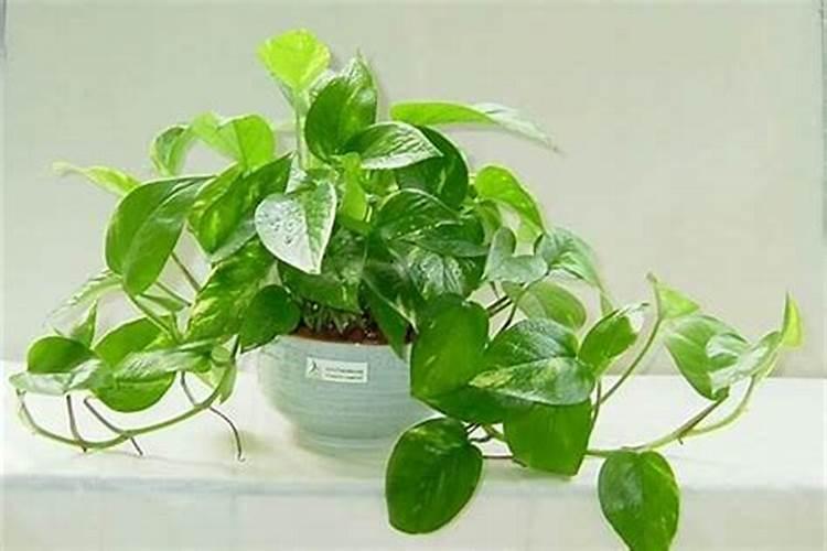 家里财位挂什么好