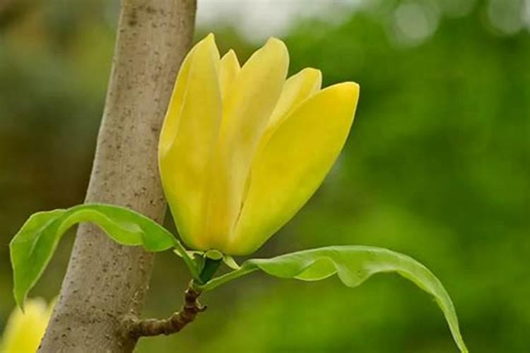 在房子前面种玉兰花树风水怎么样？
