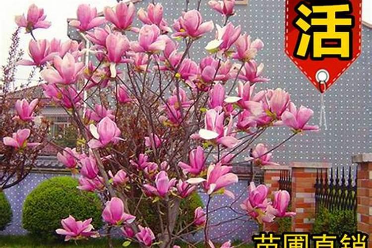 别墅庭院种树风水有哪些禁忌？
