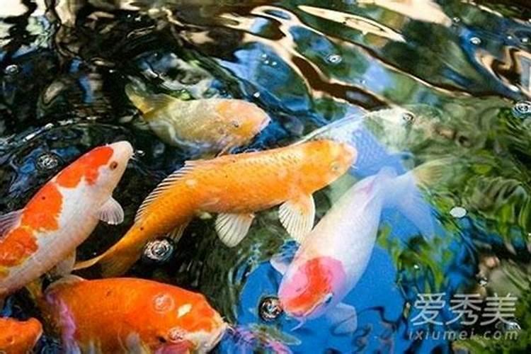 十二生肖适合养几条鱼招财